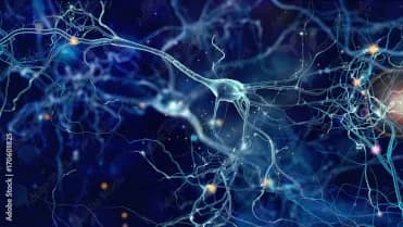 Neural network image